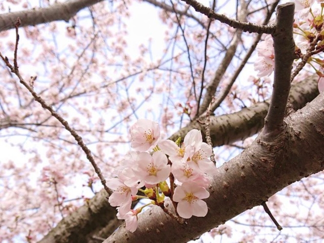 園内の桜