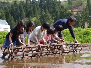 田植え体験