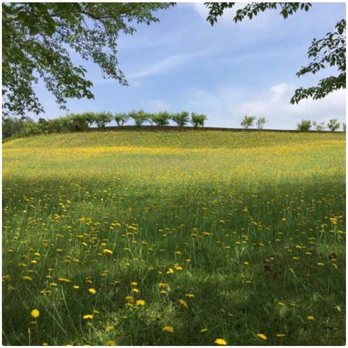 柳田植物公園