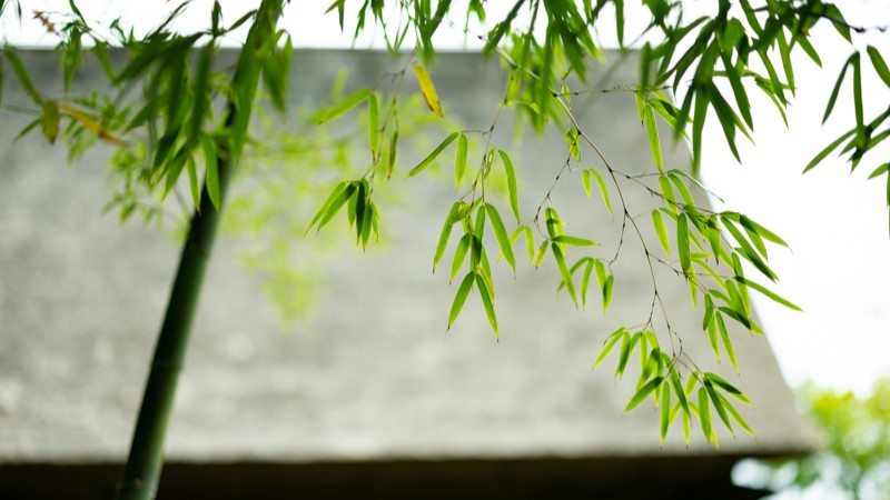 初夏の四季庵