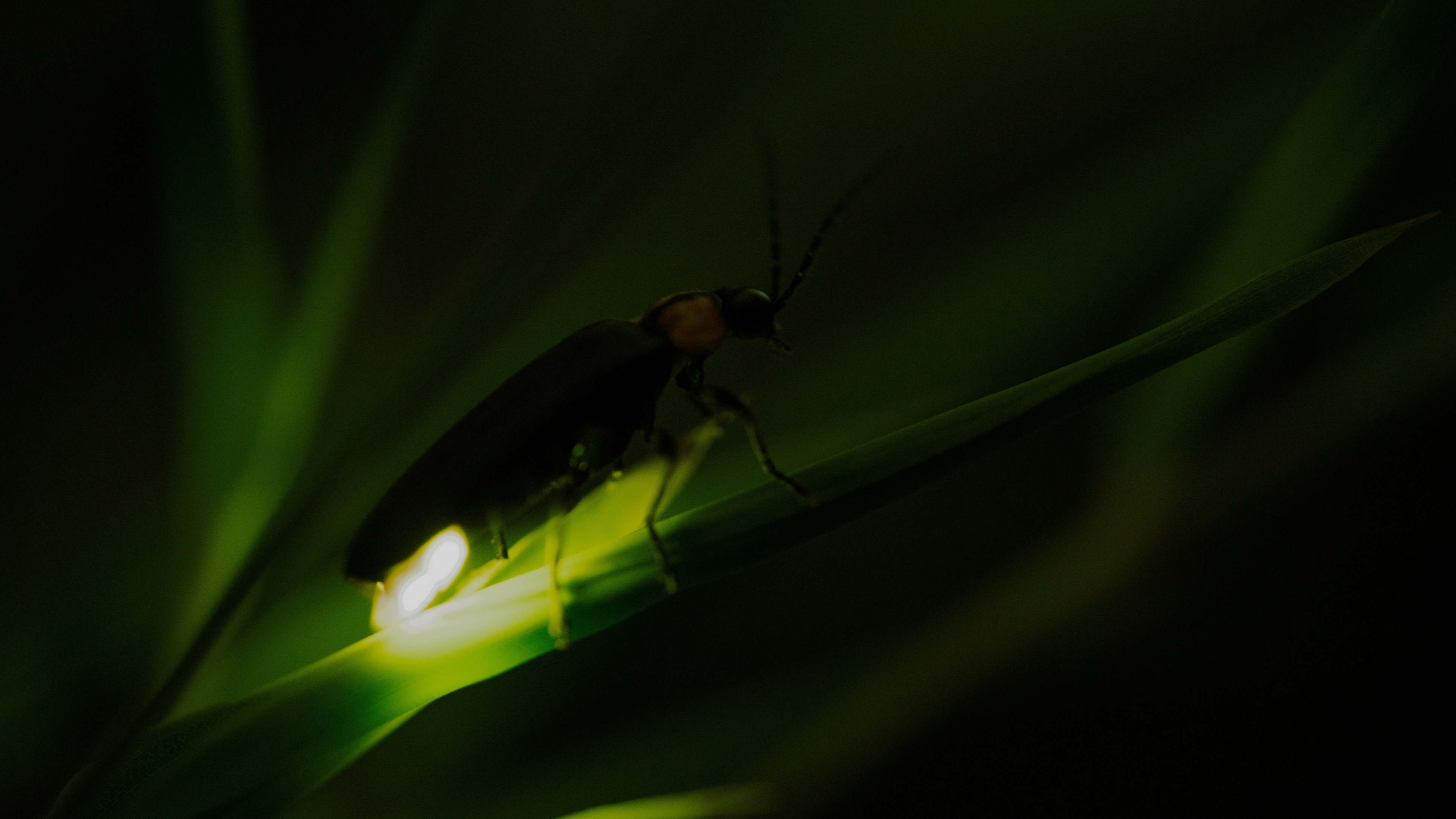 初夏の夜を彩るほたるの光