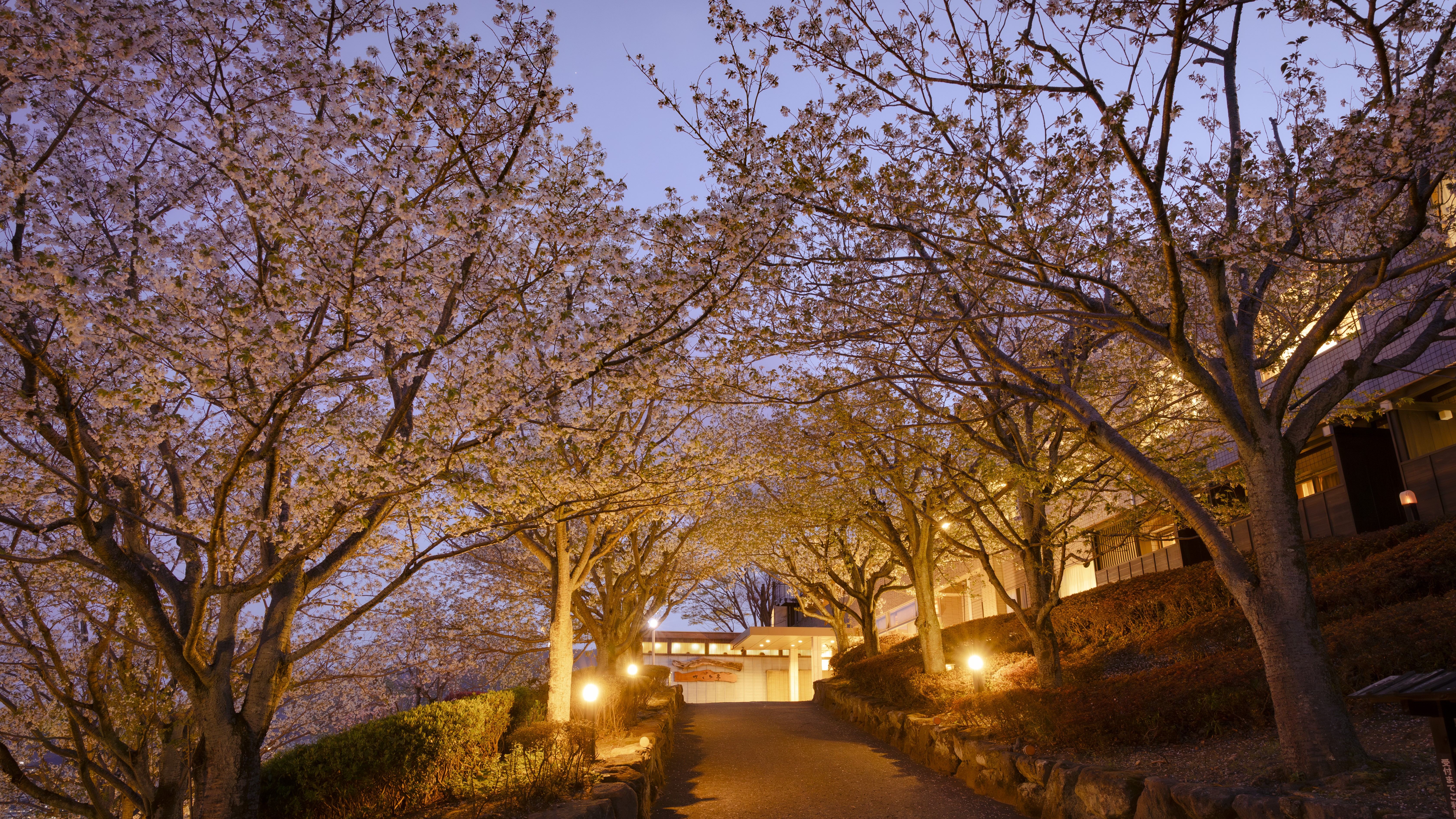 春には桜が咲き誇ります。