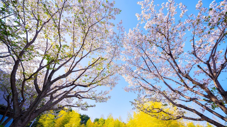 春には桜が咲き誇ります