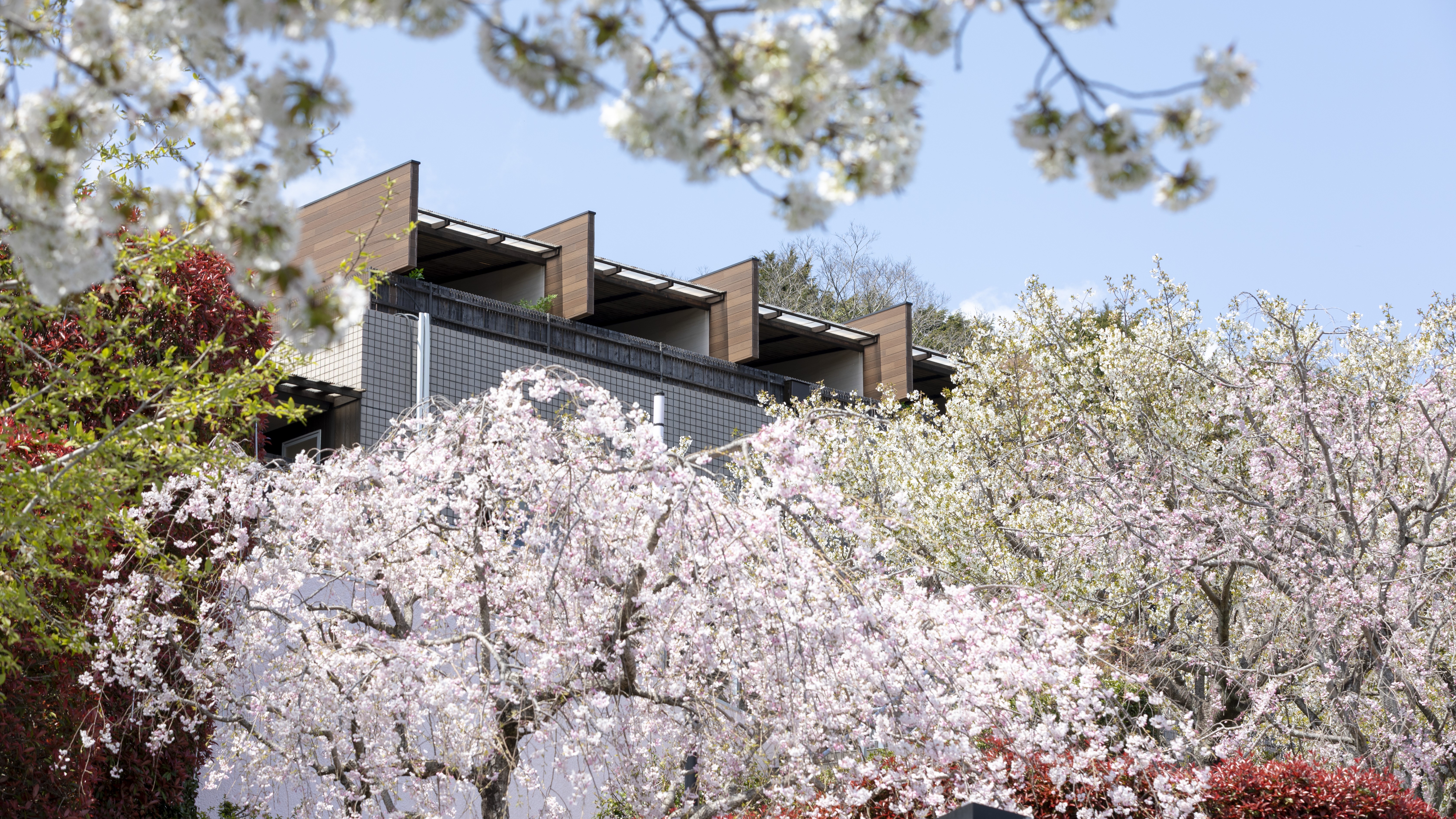 春には桜が咲き誇ります。