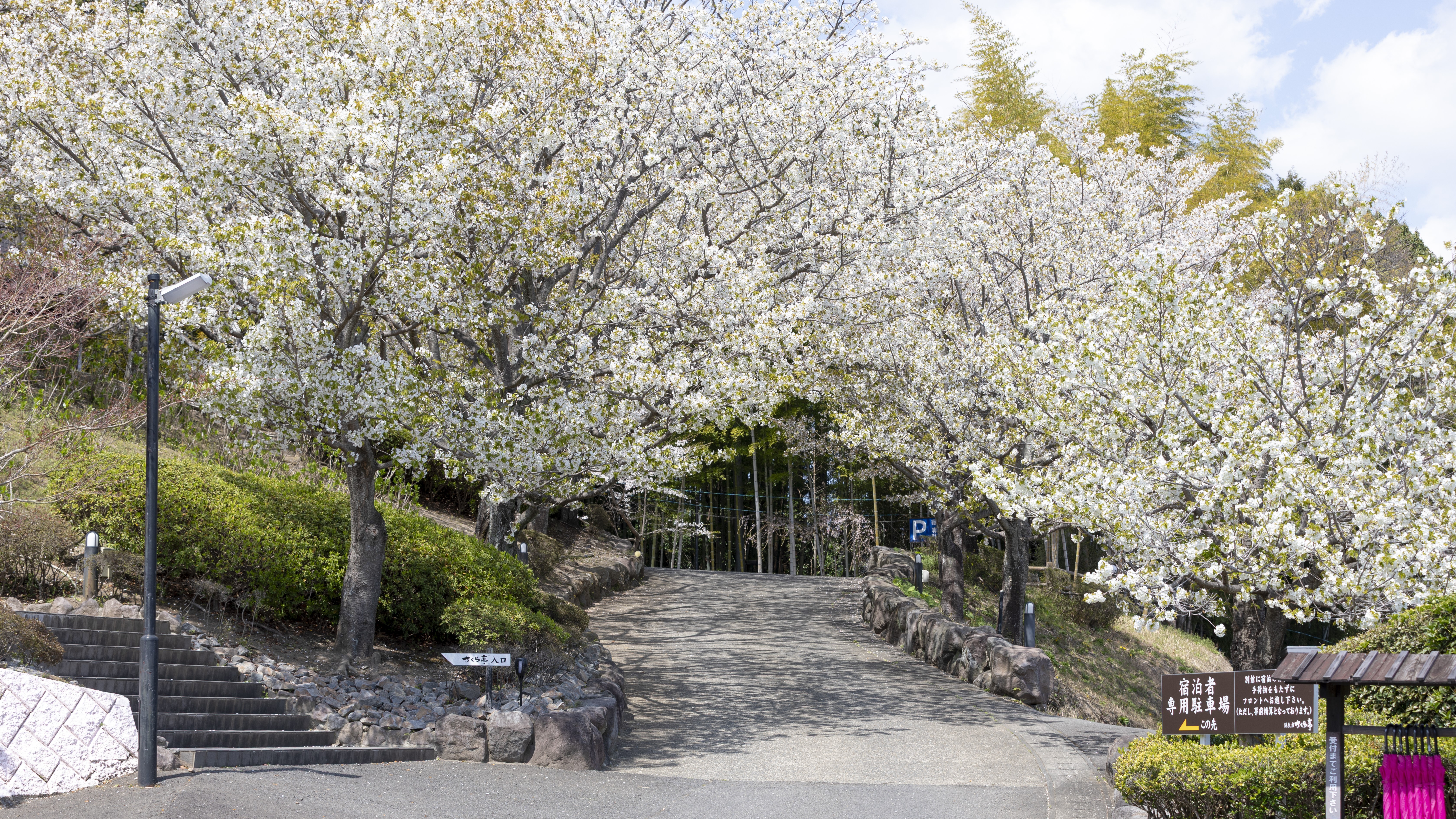 春には桜が咲き誇ります。