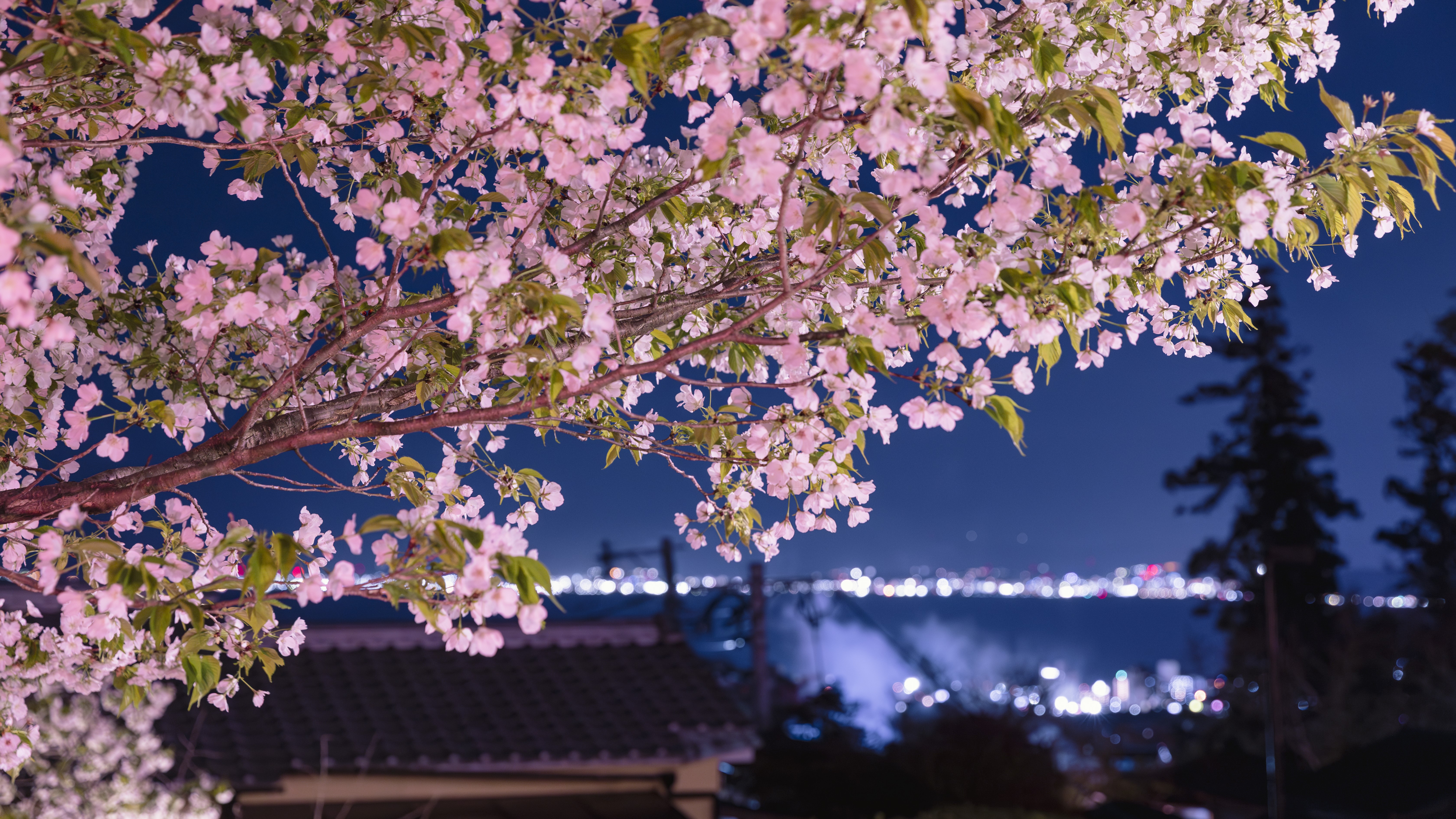 春には桜が咲き誇ります。