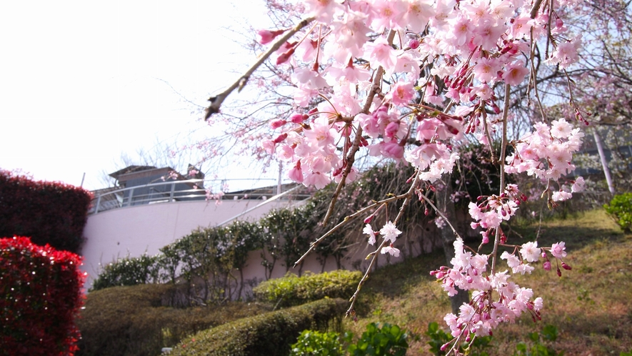 春には桜が咲き誇ります