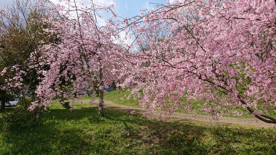 *桜