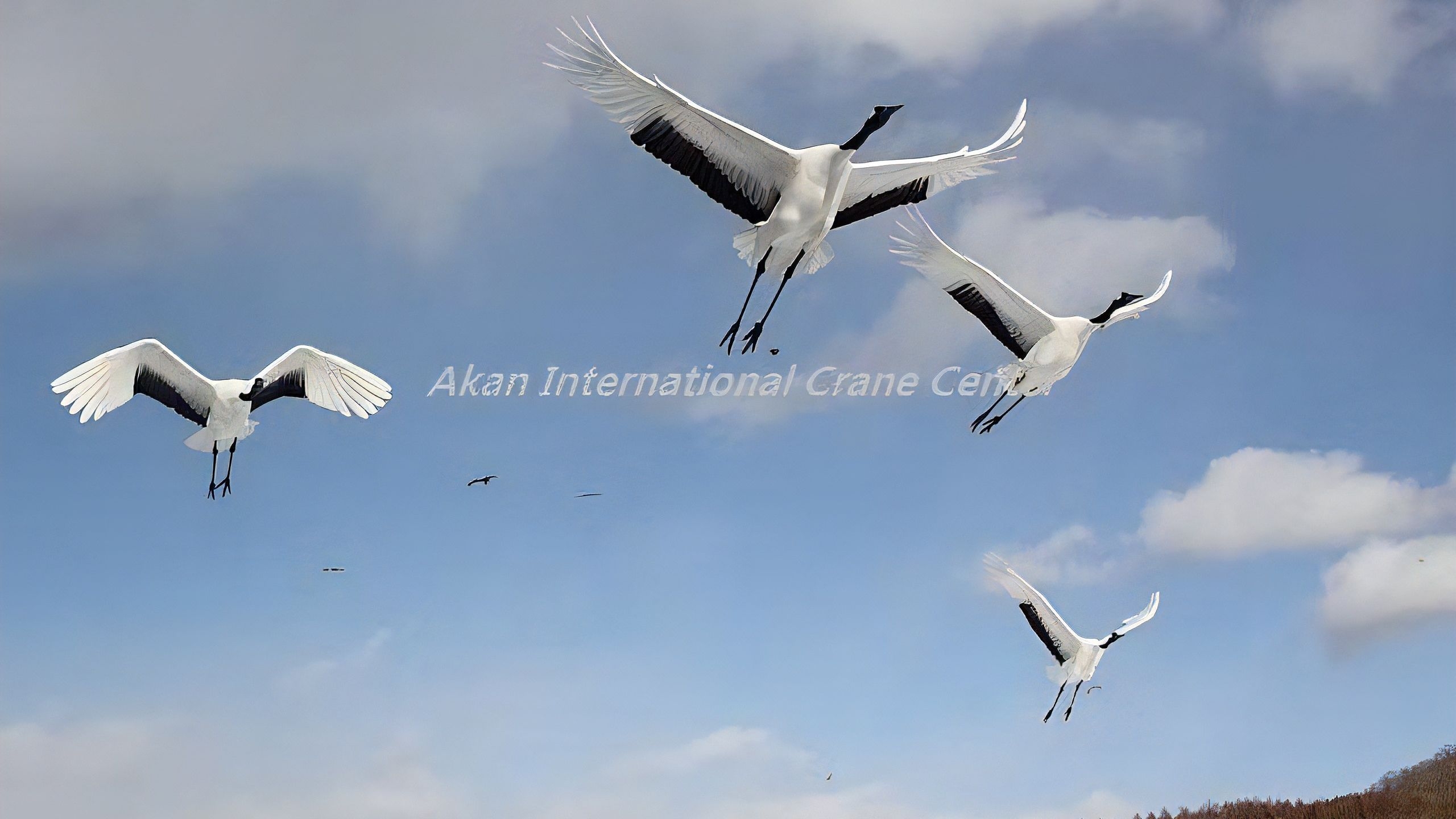【タンチョウと出会う旅】阿寒国際鶴センター「グルス」入館券付き＜冬季＞／2食付き