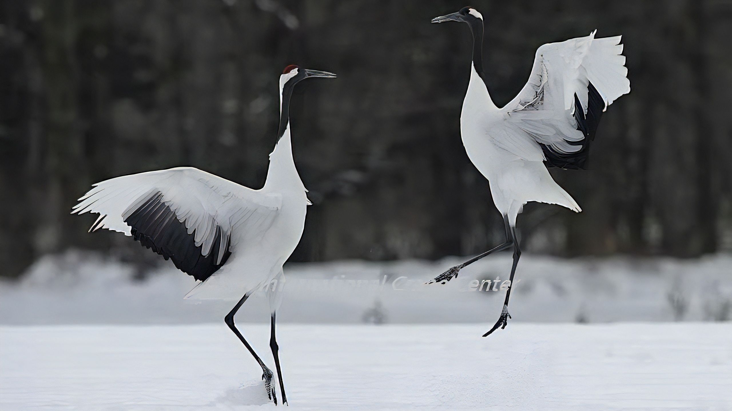 【タンチョウと出会う旅】阿寒国際鶴センター「グルス」入館券付き＜冬季＞／2食付き