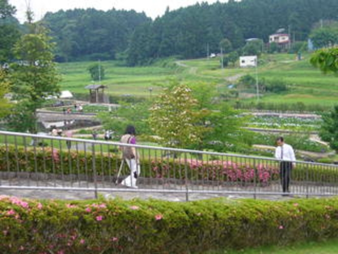 花菖蒲の里