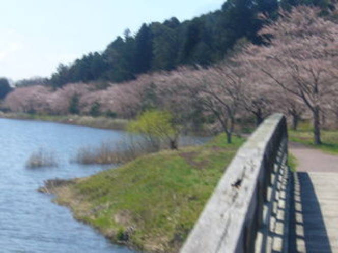 平筒沼ふれあい公園の桜、宿より車で１０分