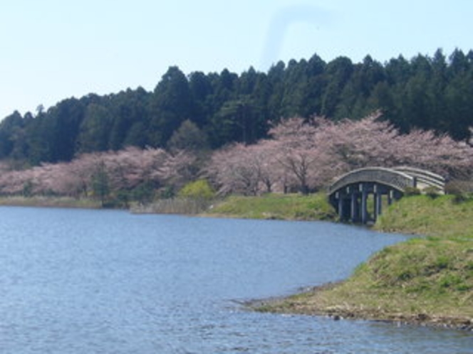 平筒沼ふれあい公園の桜、宿より車で１０分