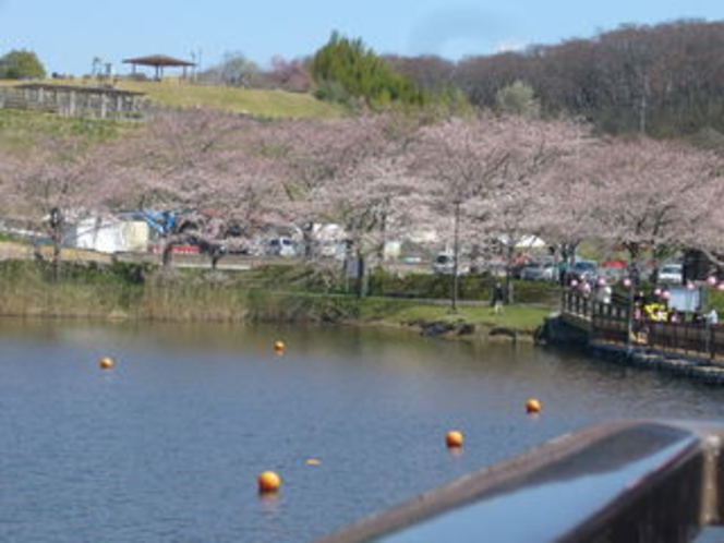 平筒沼ふれあい公園の桜、宿より車で１０分、釣りもできるよ