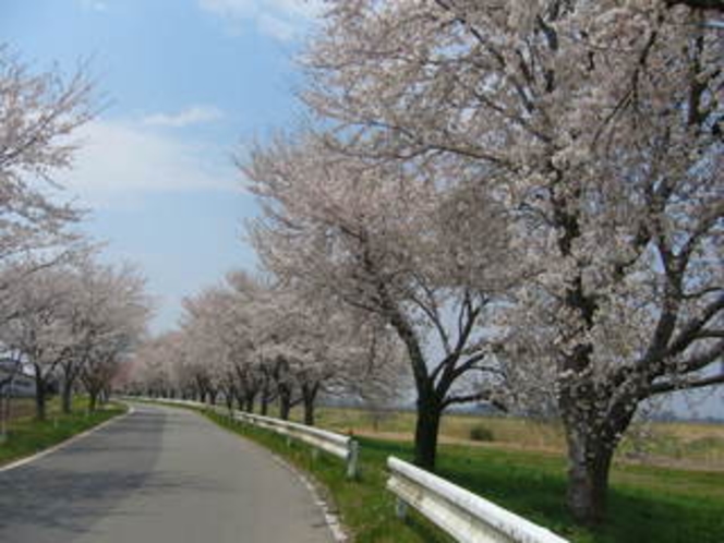 堤防に咲いた桜並木