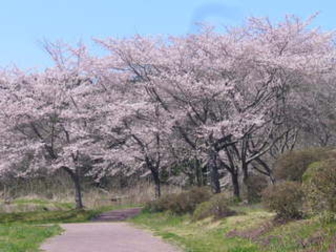 平筒沼ふれあい公園の桜、宿より車で１０分