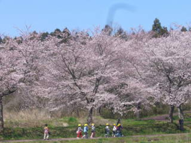 平筒沼ふれあい公園の桜、宿より車で１０分