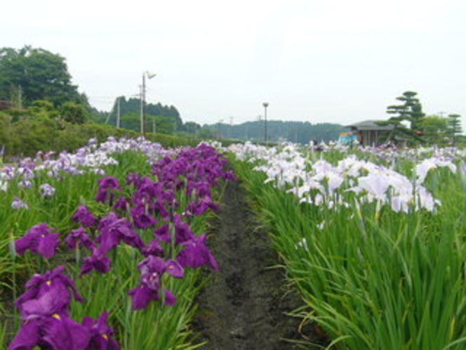 花菖蒲の里、宿から車で２０分