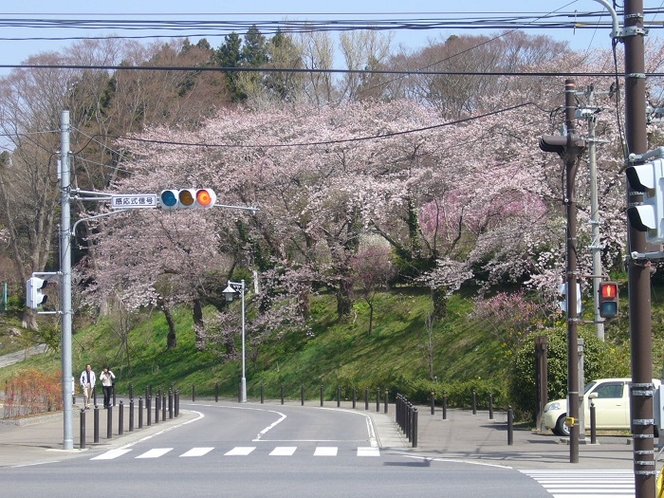 観光物産館前に咲いた桜。