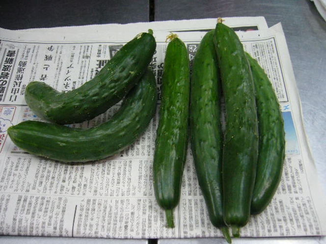 自家製野菜です、もちろん無農薬