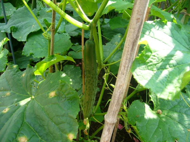 自家製野菜です、もちろん無農薬