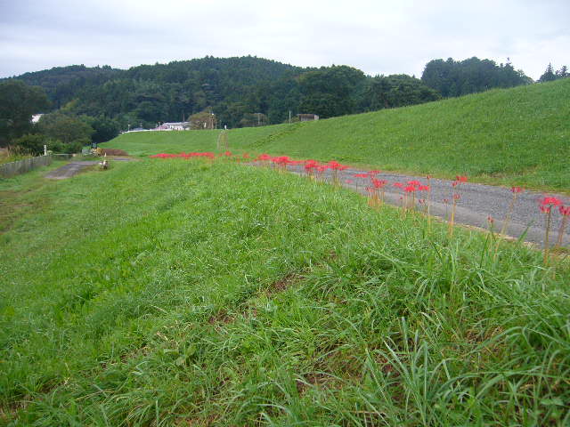 宿裏、北上川堤防の彼岸花