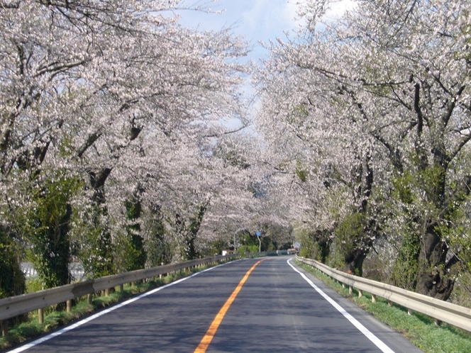 北上川堤防に咲いた桜。