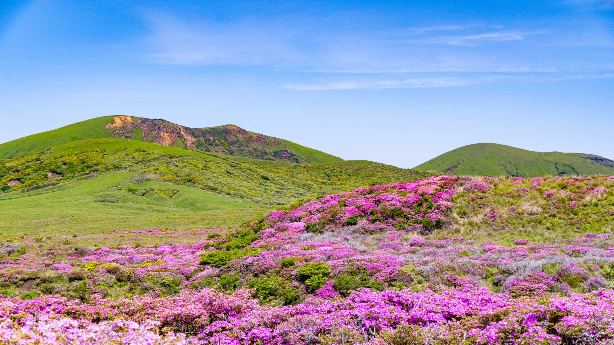 ミヤマキリシマ