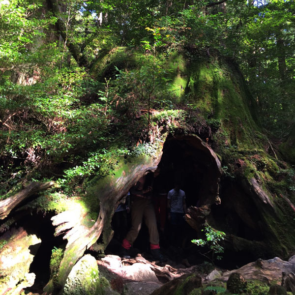 屋久杉などの原生林や苔の景観に心を癒されよう。