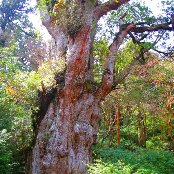 屋久杉などの原生林や苔の景観に心を癒されよう。