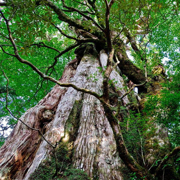 緑色豊かな原生林や苔の景観に心を癒されよう☆