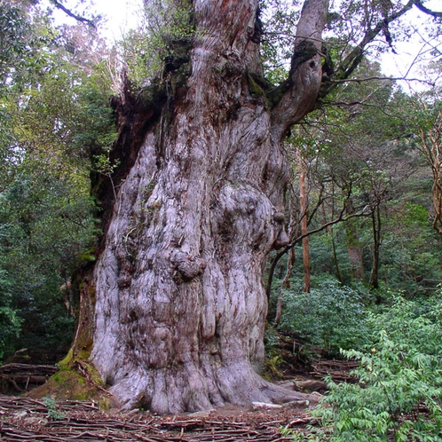 世界遺産の屋久島は、樹齢7200年といわれる縄文杉でも有名♪