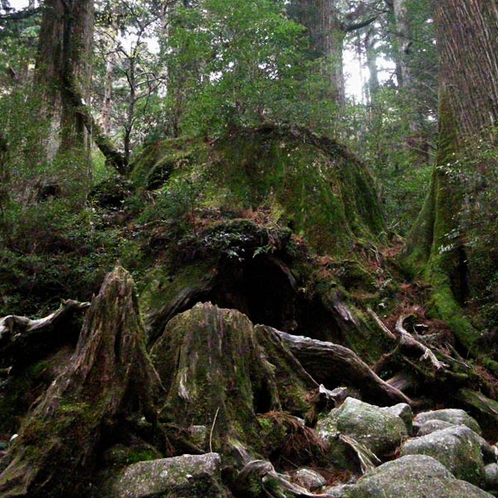 屋久杉などの原生林や苔の景観に心を癒されよう。