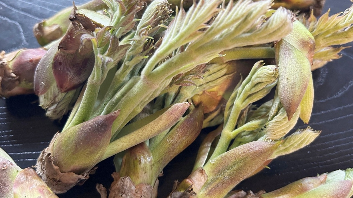 【スタンダード2食付】山の幸を味わおう！ジビエや野菜料理でお客様をおもてなし