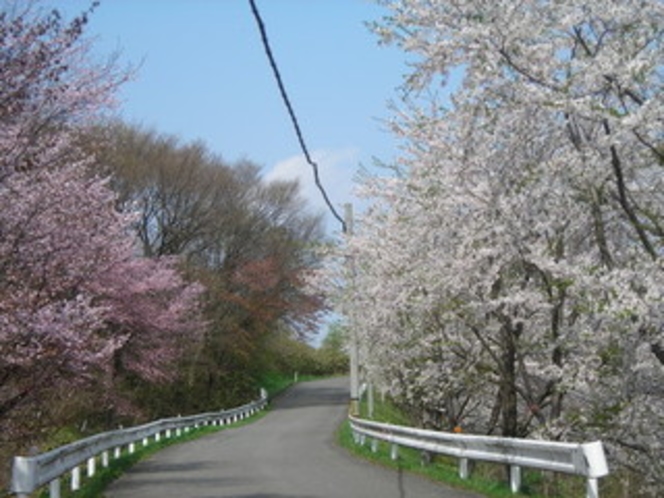 鳴子公園の桜並木