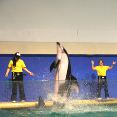 *浅虫水族館/大人気のイルカショーは毎日開催！圧巻のパフォーマンスを披露します。