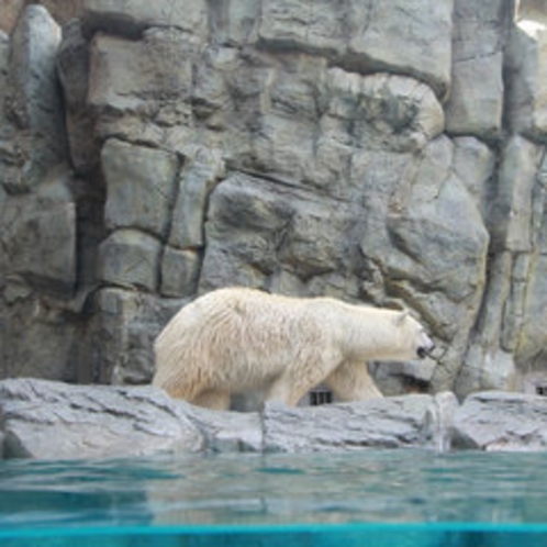 *男鹿水族館/陸上最大の肉食獣「ホッキョクグマ」。