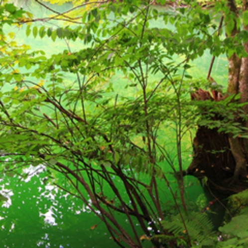 *鶏頭場の池/ブナやミズナラのうっそうとした森に囲まれた魅力溢れる池。