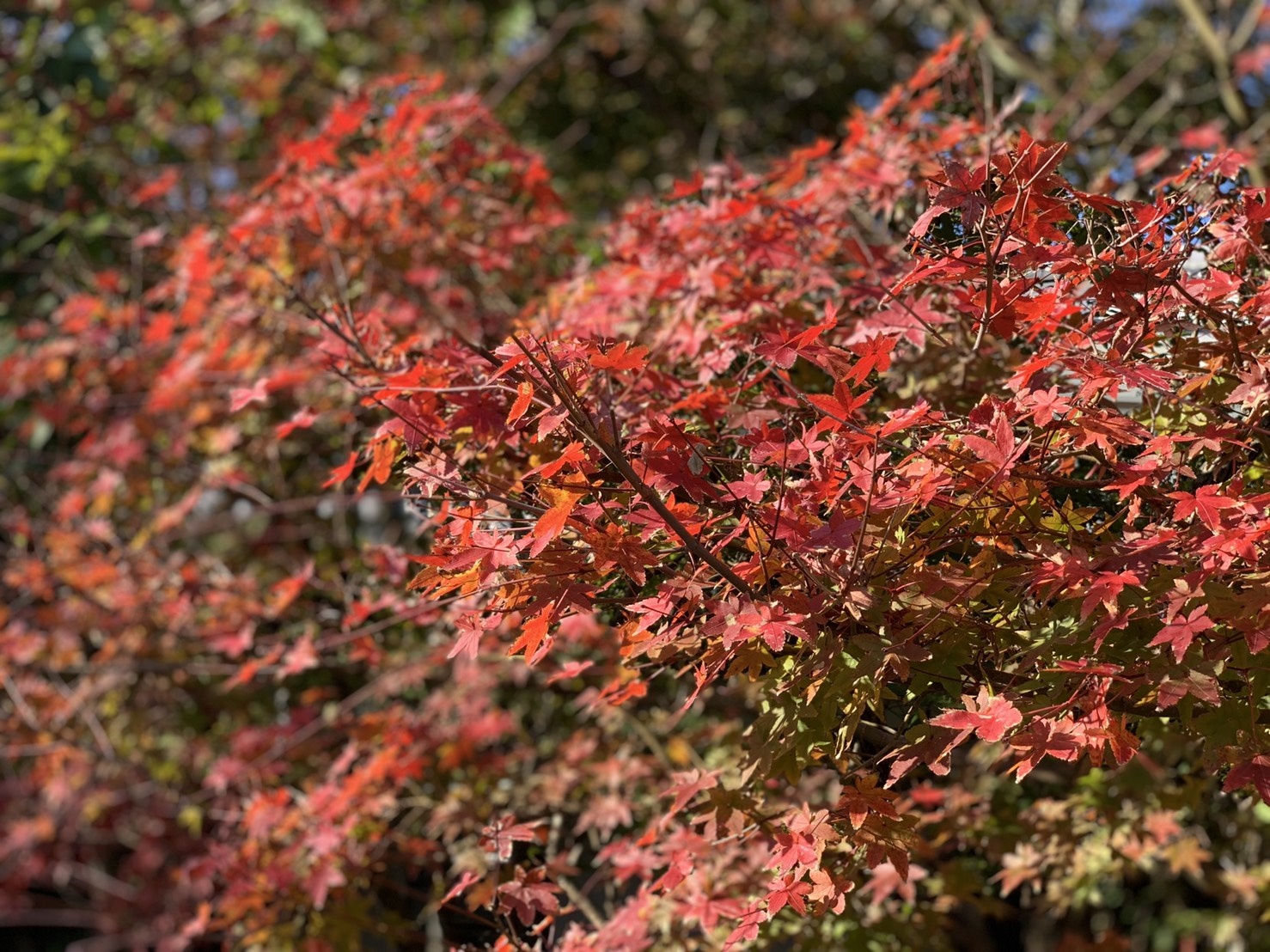 ２０２０年１２月の庭は紅葉色