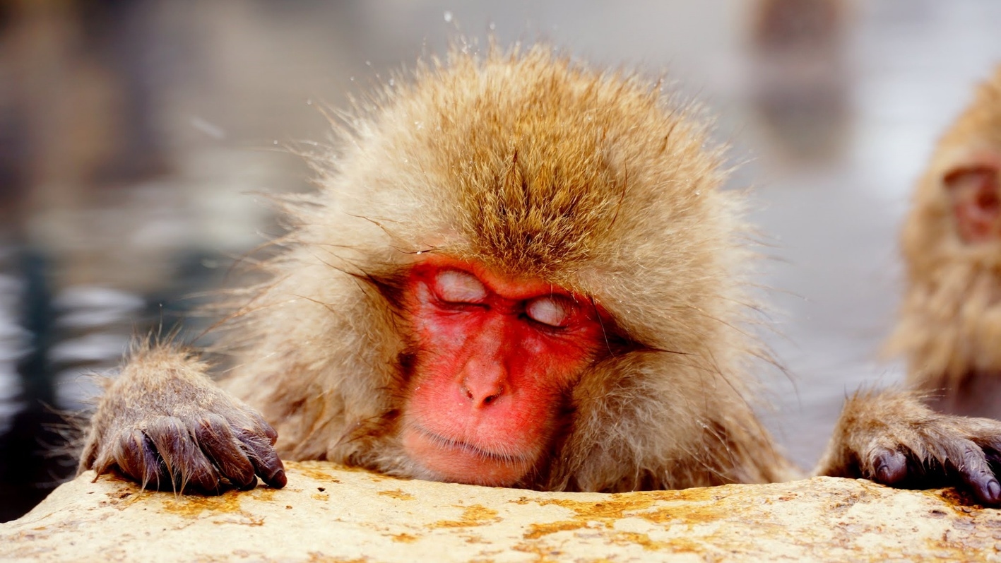 ☆年末年始を連泊で楽しむ志賀高原！パウダースノーとあったか料理【1泊2食付】