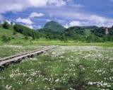 田ノ原湿原のワタスゲ