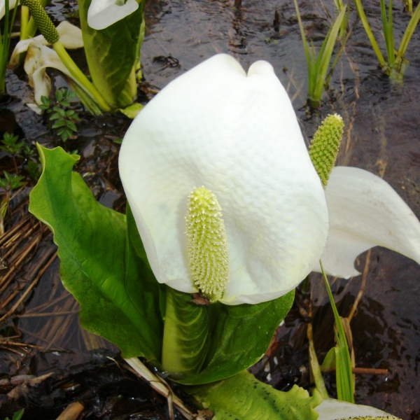 水芭蕉が綺麗に咲きます