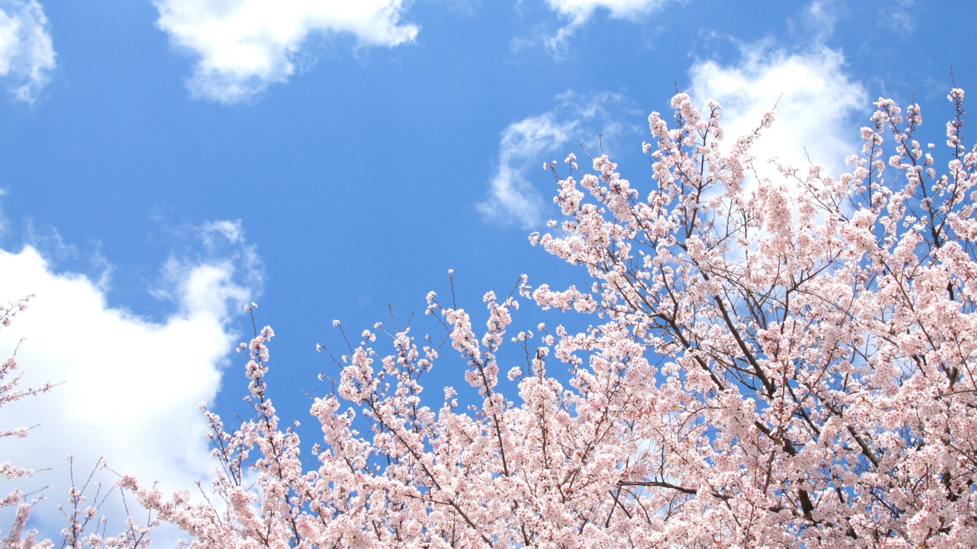 春の風物詩『桜』