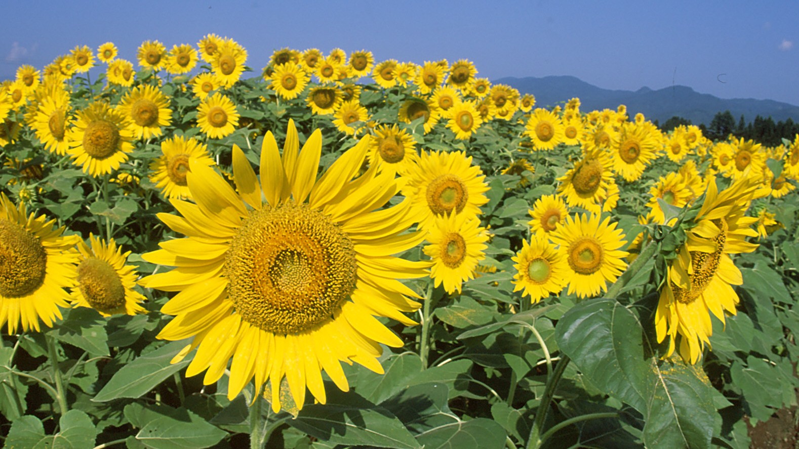 ◆周辺　津南　ひまわり