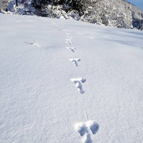 雪散歩