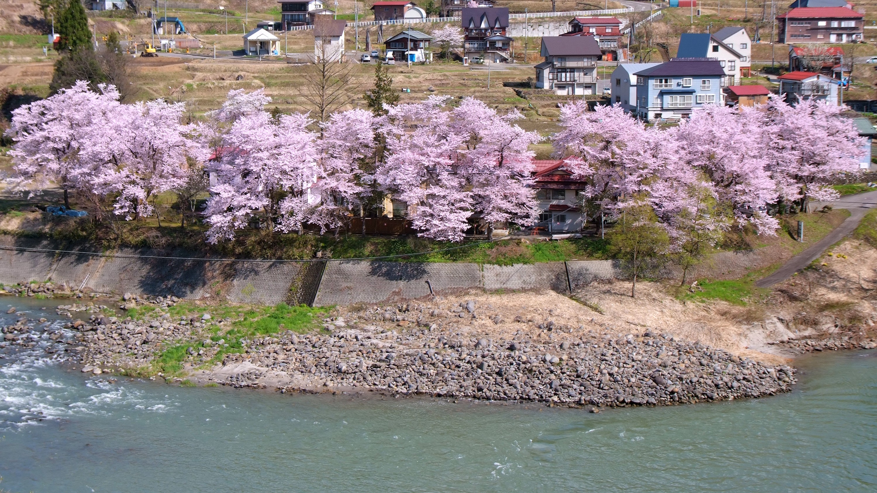 ◆周辺　信濃川　桜