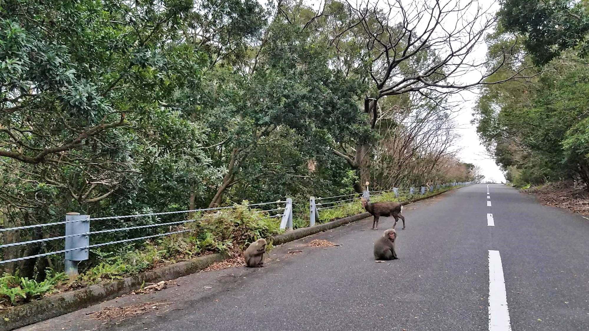 *【観光スポット】西部林道で出会った屋久鹿と屋久猿