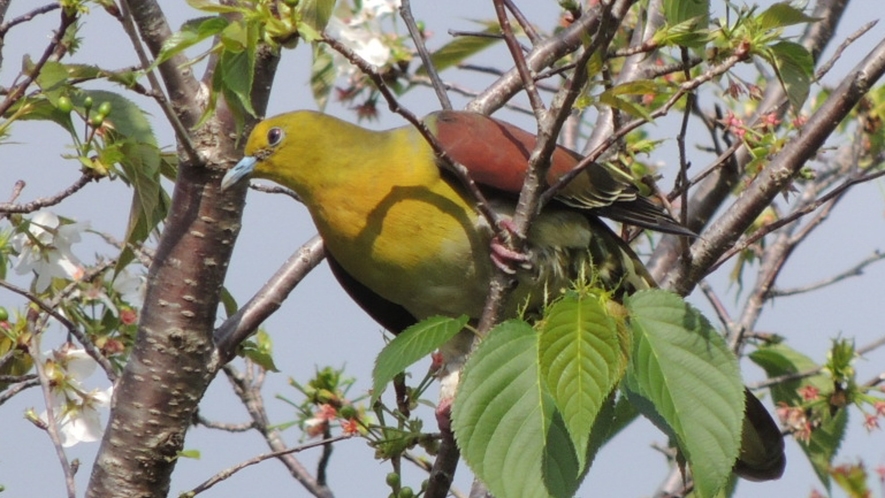 【野鳥】写真好きの主人が撮影