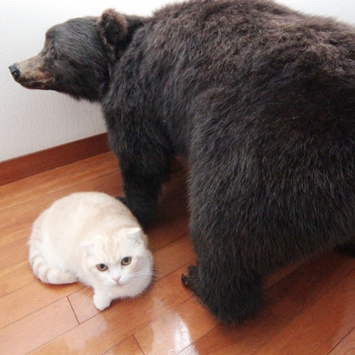 猫と熊