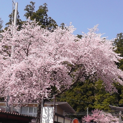 桜